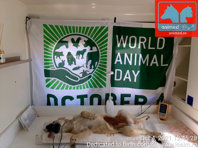 ziua-mondiala-a-animalelor-4-octombrie-2021