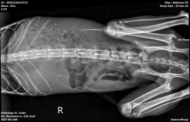 pisica-cu-pancreatita