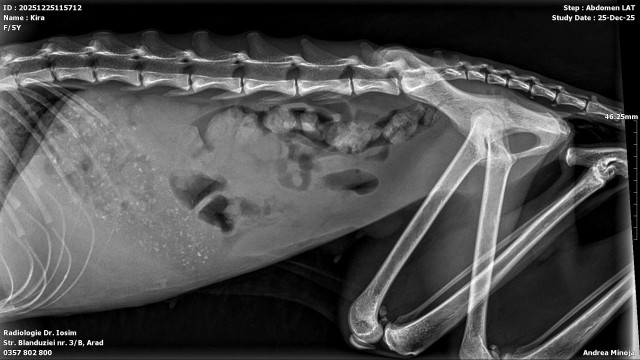 pisica-cu-pancreatita