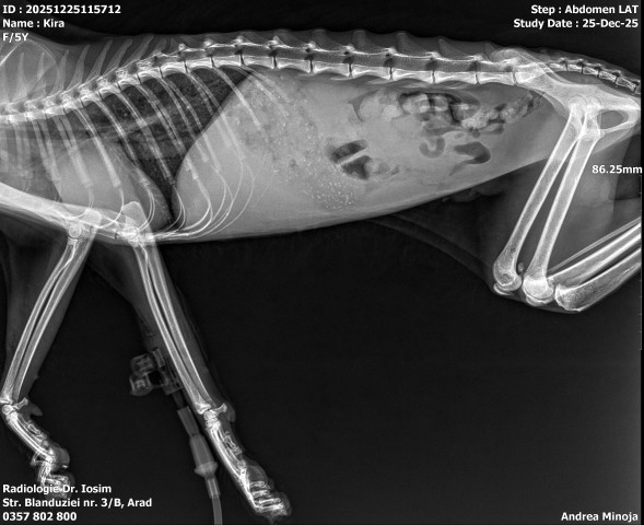 pisica-cu-pancreatita