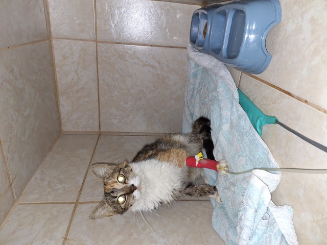 pisica-cu-pancreatita