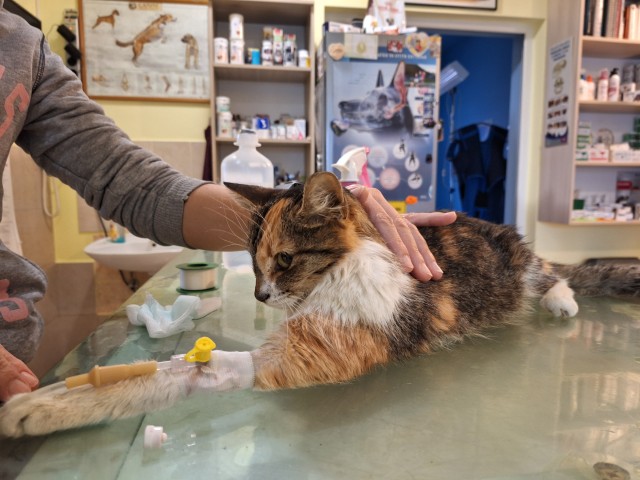 pisica-cu-pancreatita