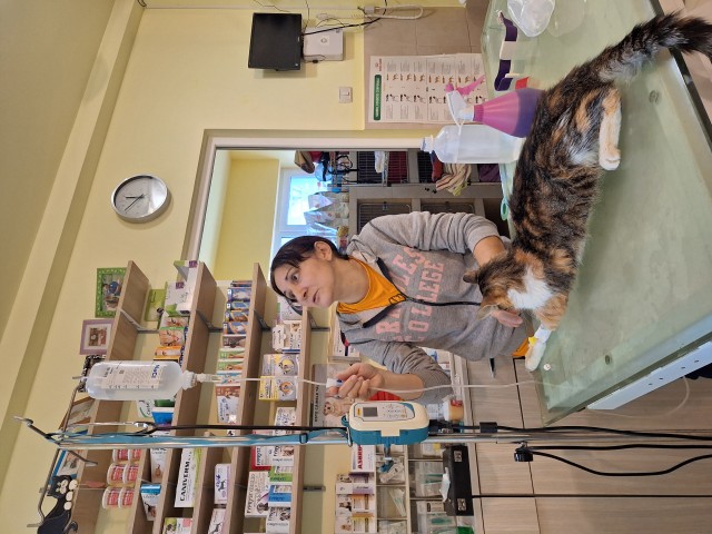 pisica-cu-pancreatita