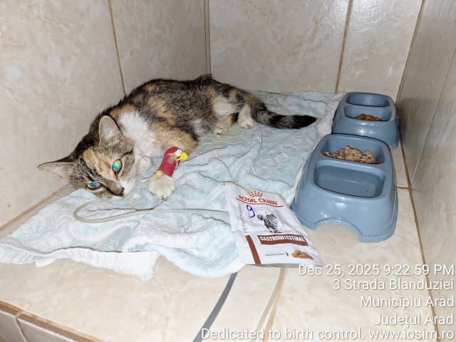 pisica-cu-pancreatita