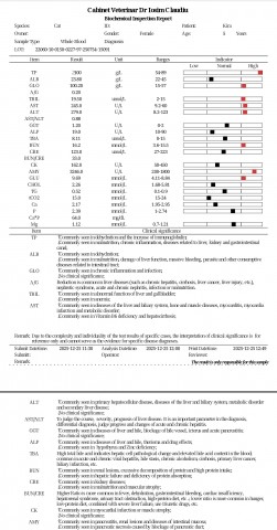 pisica-cu-pancreatita