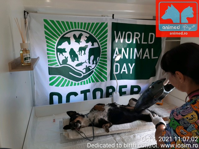 ziua-mondiala-a-animalelor-4-octombrie-2021
